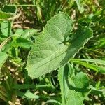 Cucumis engleri Leaf