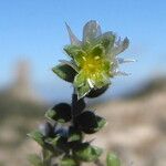 Paronychia kapela Flor