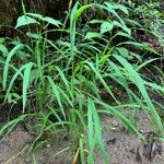 Leersia virginica Habit