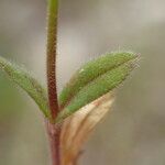 Cerastium pumilum Foglia