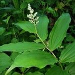 Maianthemum racemosum 花