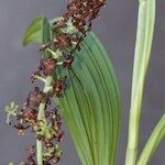 Veratrum nigrum その他の提案