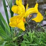 Iris pseudacorus Blomma