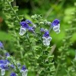 Scutellaria ovata Flower