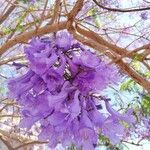 Jacaranda mimosifoliaFlower