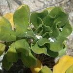 Scaevola taccada Blad