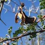 Vachellia exuvialis Vili