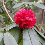 Rhododendron barbatum Flor