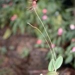 Bulbophyllum gracillimum 整株植物