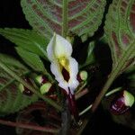 Impatiens niamniamensis Flower