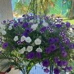 Calibrachoa parviflora ᱪᱷᱟᱹᱞᱤ