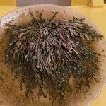 Selaginella lepidophylla Лист