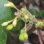 Berberis repens Fruct