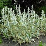 Stachys byzantina Habitatea