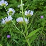 Erigeron annuus Rinde
