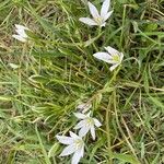 Ornithogalum divergens Leaf