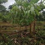 Minquartia guianensis Fuelha