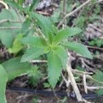 Capraria biflora Blad