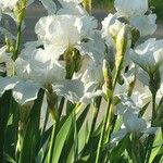 Iris albicans ᱵᱟᱦᱟ