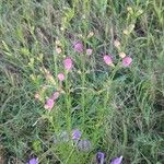 Agalinis purpurea Feuille