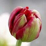 Tulipa agenensis Flower