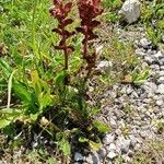 Orobanche gracilisBlomst