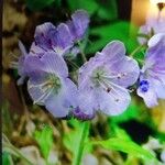 Phacelia bipinnatifida Flor