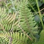 Arthropteris orientalis Habit