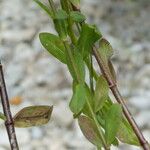 Linum catharticum പുറംതൊലി