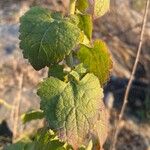 Brickellia californica Leaf