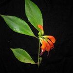 Aeschynanthus parviflorus फूल