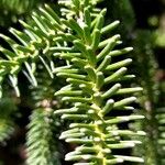 Abies numidica ഇല