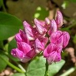 Lathyrus venetus Flower