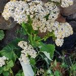 Pericallis murrayi Кветка