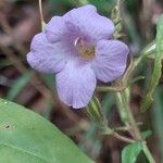 Mimulopsis glandulosa Flor