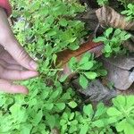 Euphorbia peplus Leaf
