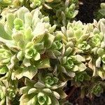 Aeonium castello-paivae Likasa