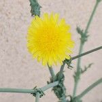 Launaea mucronata Flower