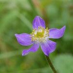 Anemonastrum obtusilobum موطن