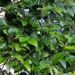 Ficus microcarpa পাতা