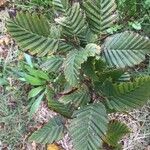 Carpinus caroliniana Leaf