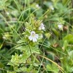 Euphrasia salisburgensis Hostoa