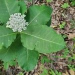 Asclepias variegata 叶