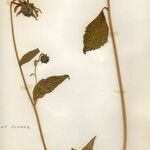 Rudbeckia occidentalis Leaf