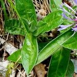 Centaurea montana Fuelha