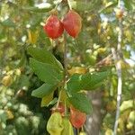 Crinodendron patagua Φύλλο