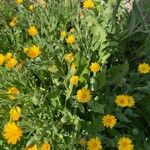 Calendula tripterocarpa പുഷ്പം