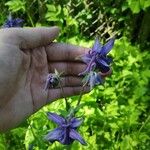Aquilegia vulgaris 花