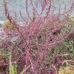 Amaranthus blitoides Hábito