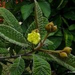 Pleurocalyptus pancheri Hábito